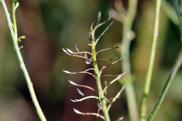 Mesa Pepperwort is found in the southwestern United States in AZ, CO, UT, NM, TX.  Plants bloom from April or May to July through September and are found in elevations from: 4,000 to 9,000 feet (1,200-2,800 m) in elevations. Lepidium alyssoides